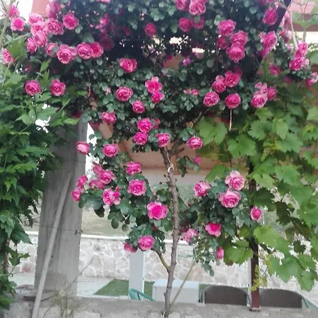 게스트하우스 Dalmati House