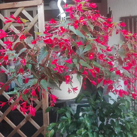 Dalmati House 3* 브로다리카