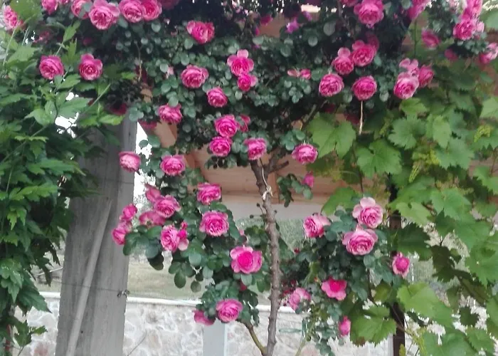 게스트하우스 Dalmati House