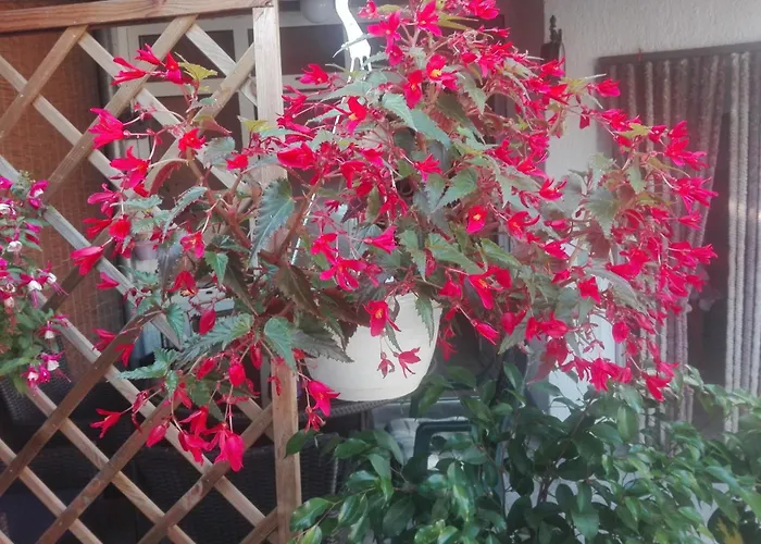 Dalmati House 3* Brodarica (Sibenik-Knin)